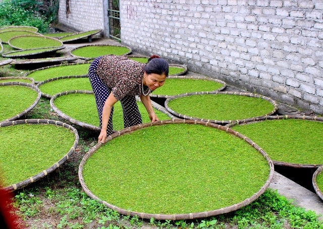 Phơi thuốc lào