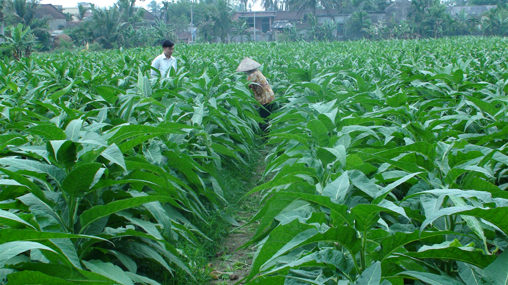 Cánh đồng nguyên liệu sạch